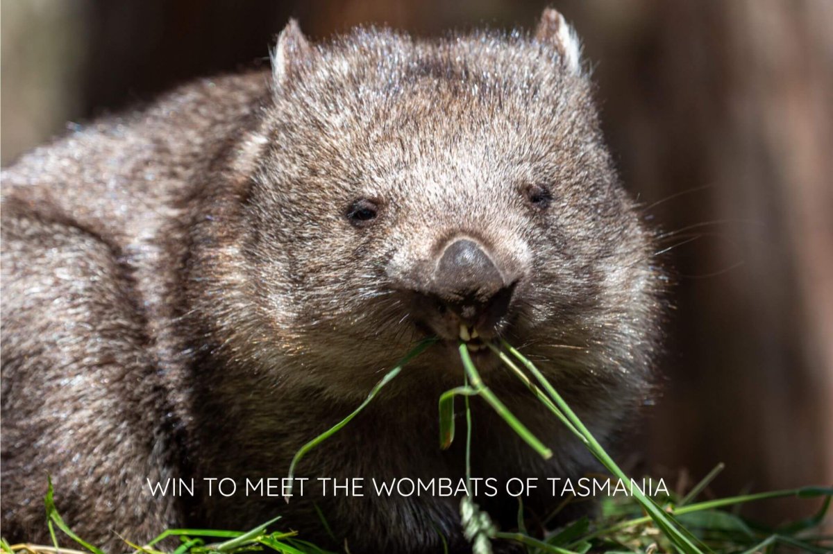 Wombat feeding at Trwunna Wildlife Sanctuary